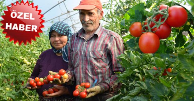 BU DOMATES BAŞKA DOMATES