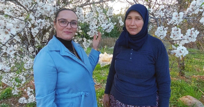 Silifke’de badem ağaçları Ocak’ta çiçek açtı