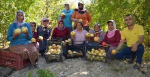 Dünyanın tek sofralık narının hasadı başladı