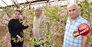 Nektarin hasadı için geri sayıma başladı