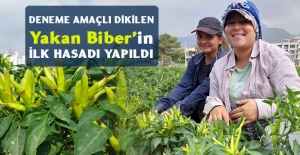 Mersin'de yakan biber hasadı